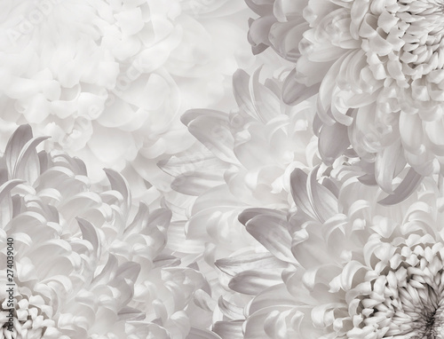 chrysanthemum flowers. white   background. floral collage. flower composition. Close-up. Nature.