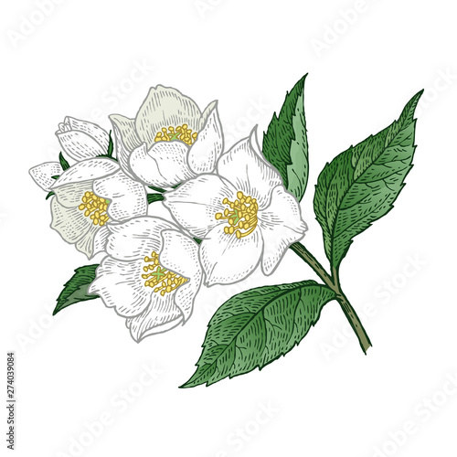 Medical plant Jasmine. Color Vector illustration.