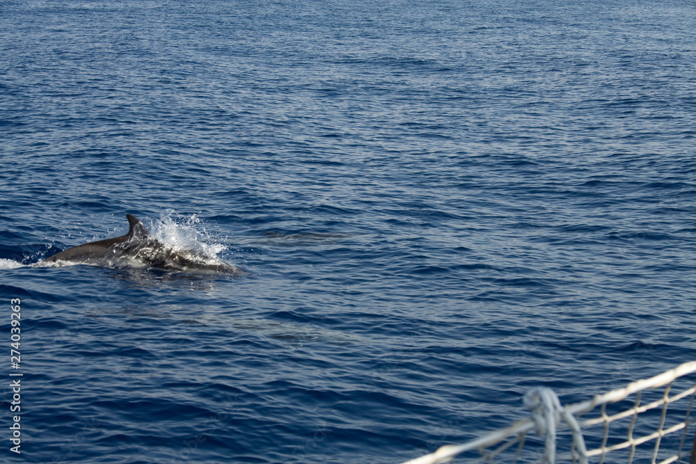 Fototapeta premium dolphin jumping with two swimming underwater.