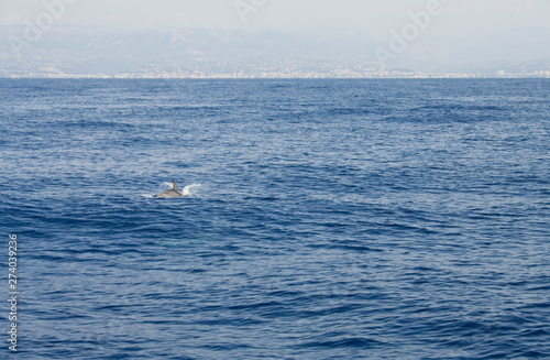 Jumping dolphin with Nice (France) in backgroud