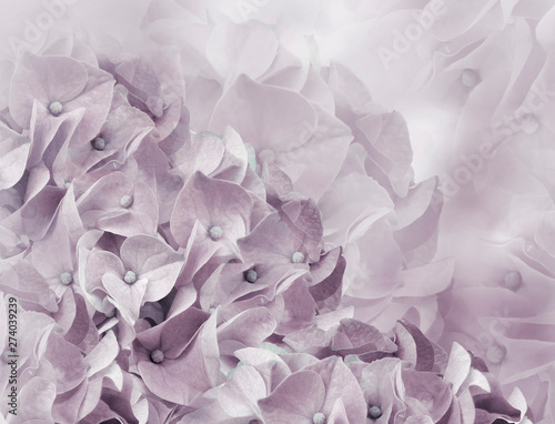 hydrangea flowers. light purple background. floral collage. flower composition. Close-up. Nature. © nadezhda F