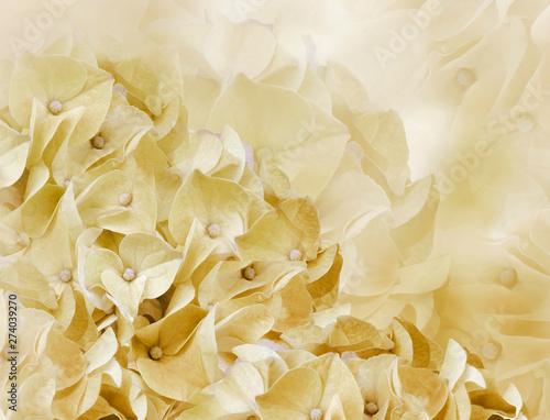 hydrangea flowers. light yellow background. floral collage. flower composition. Close-up. Nature.