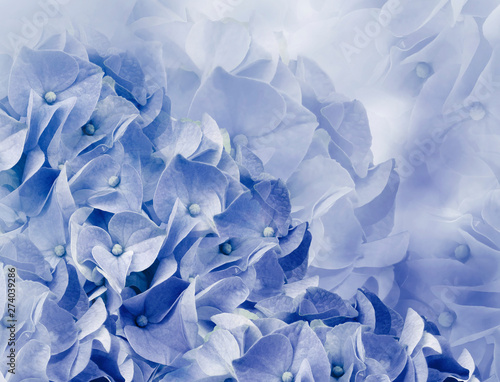 hydrangea flowers. blue background. floral collage. flower composition. Close-up. Nature.