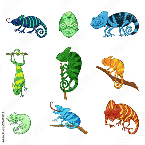 Chameleons in different poses color illustrations set
