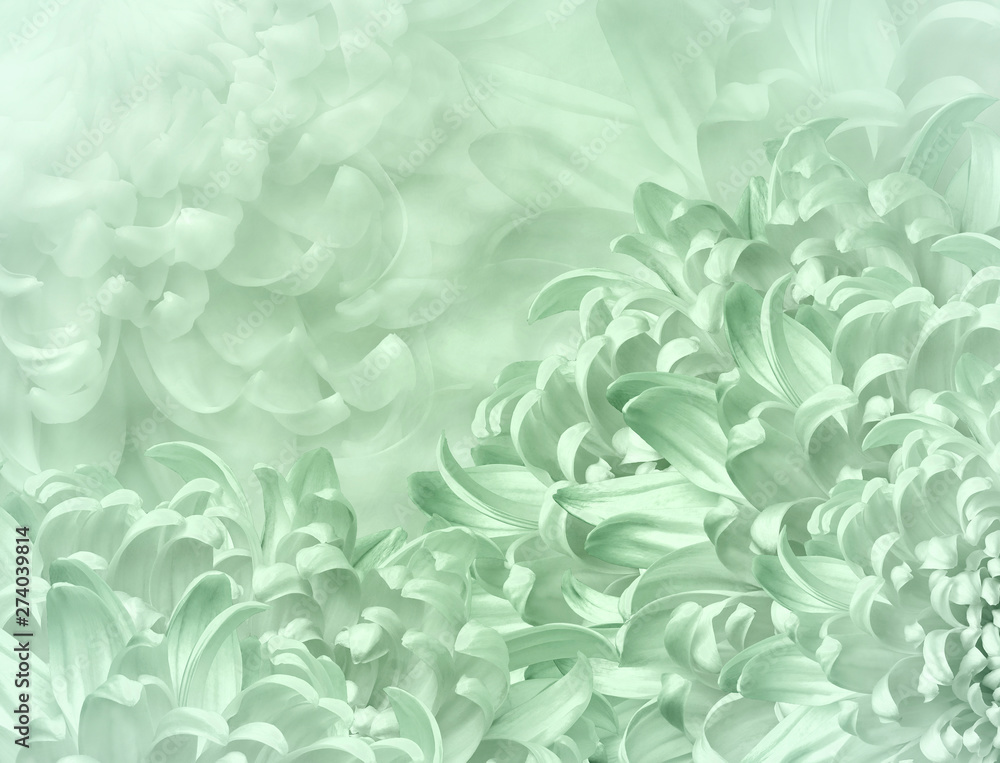 chrysanthemum flowers. light green background. floral collage. flower composition. Close-up. Nature. chrysanthemum flowers. light green background. floral collage. flower composition. Close-up. Nature.