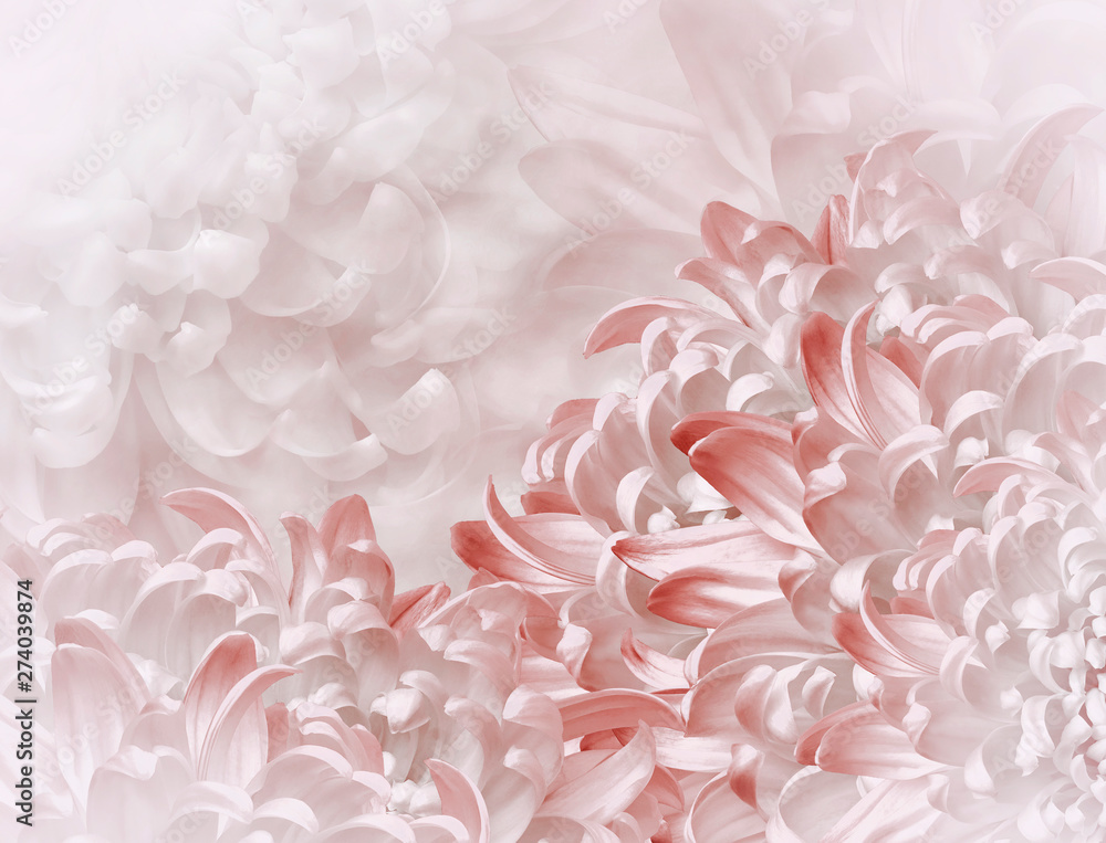 chrysanthemum flowers. white-red  background. floral collage. flower composition. Close-up. Nature.