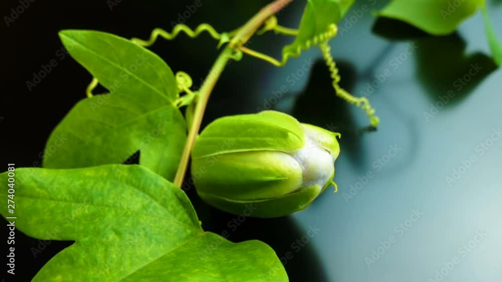 Timelapse of passion flower blooming Timelapse of passion flower blooming