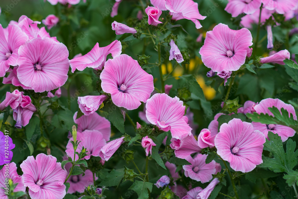 Closeup of beautiful flowers and buds of Lavatera trimestris, annual mallow, rose mallow Closeup of beautiful flowers and buds of Lavatera trimestris, annual mallow, rose mallow