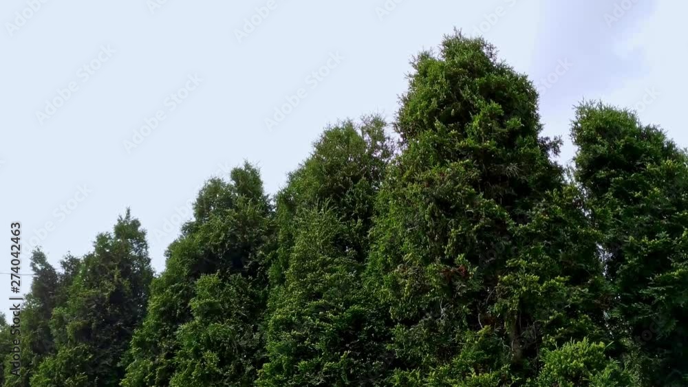 Still medium shot of Arborvitae trees during the drizzle. Gloomy, cloudy day. Still medium shot of Arborvitae trees during the drizzle. Gloomy, cloudy day.