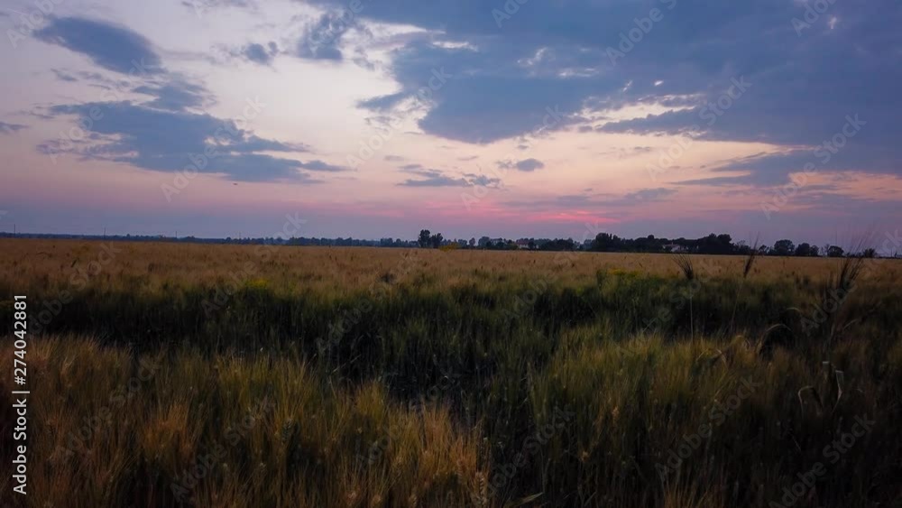 Time lapse campo di grano al tramonto Time lapse campo di grano al tramonto