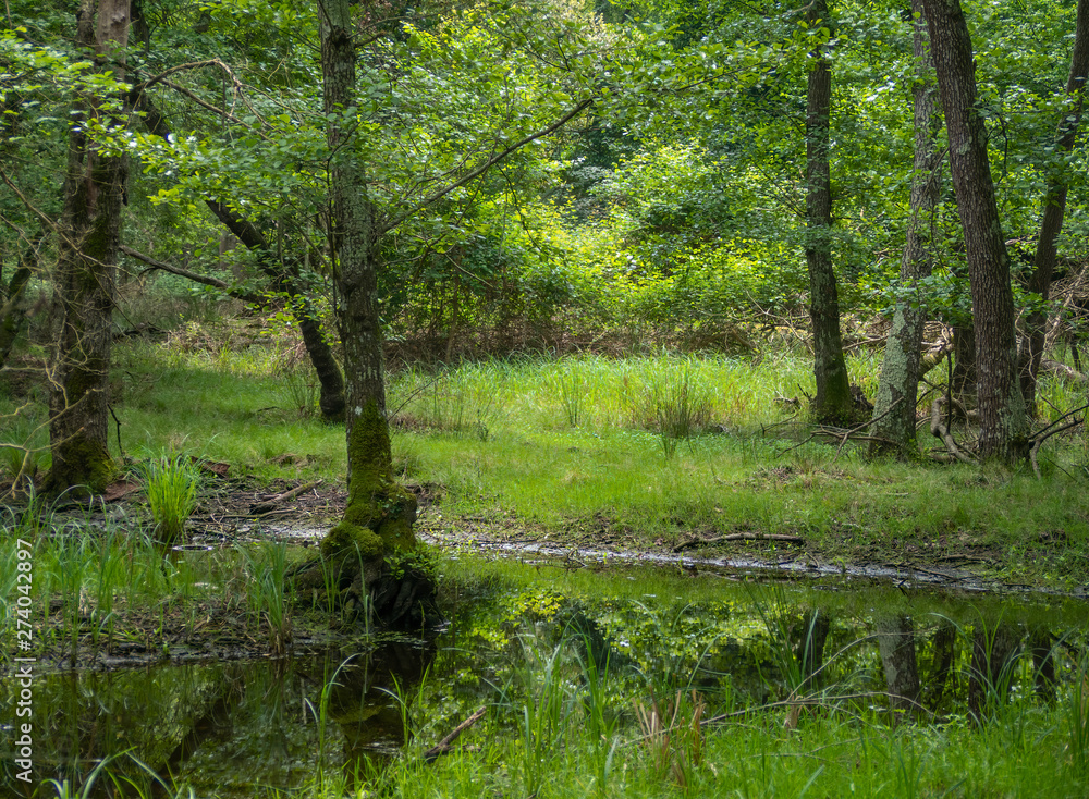 Scenic view of wet and boggy woodland in the Natural Park of Migliarino San Rossore Massaciuccoli. Near Pisa, in Tuscany, Italy. Scenic view of wet and boggy woodland in the Natural Park of Migliarino San Rossore Massaciuccoli. Near Pisa, in Tuscany, Italy.