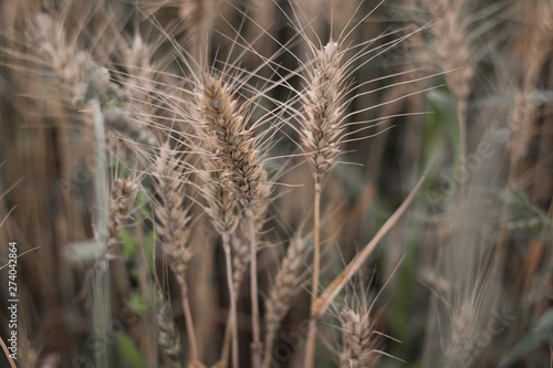 ripened wheat spikelets in the field