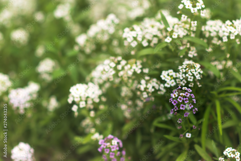 Reseda odorata (mignonette) closeup of a small white flowers. selective focus. Reseda odorata (mignonette) closeup of a small white flowers. selective focus.