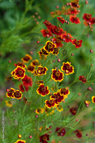  Bright Tickseed flowers yellow and orange (Coreopsis grandiflora)  on green background.