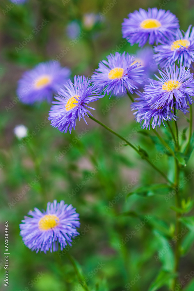Closeup of lilac fluffy flowers with a yellow center. selective focus. Closeup of lilac fluffy flowers with a yellow center. selective focus.