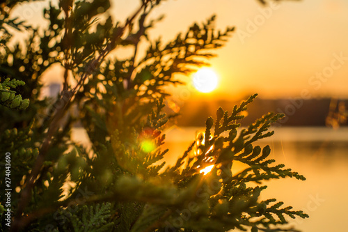 Sunset and tree branch closeup