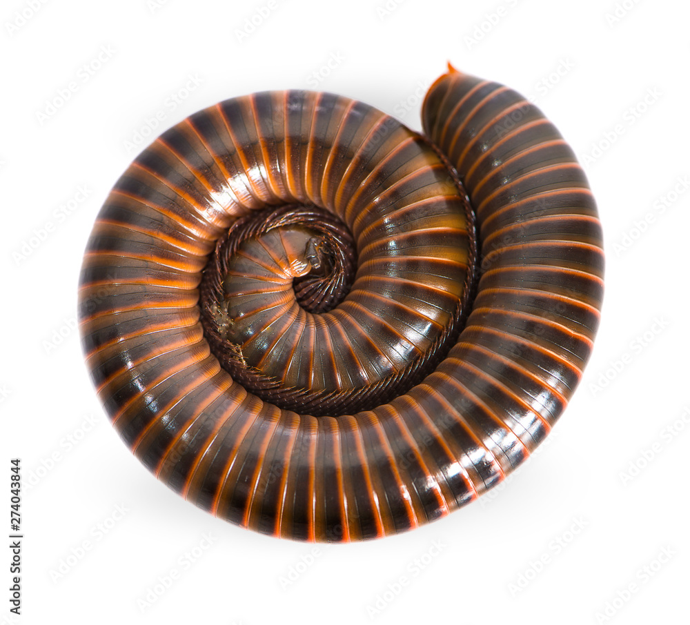 Millipede an isolated on white background Millipede an isolated on white background