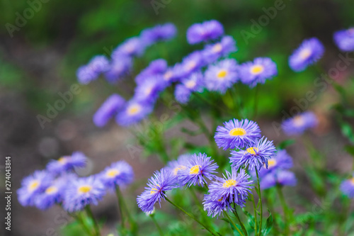 Closeup of lilac fluffy flowers with a yellow center. selective focus.