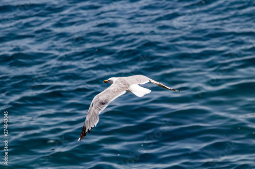 seagull flying over sea © Alvaro