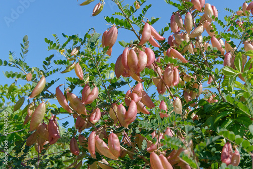 Gelber Blasenstrauch photo