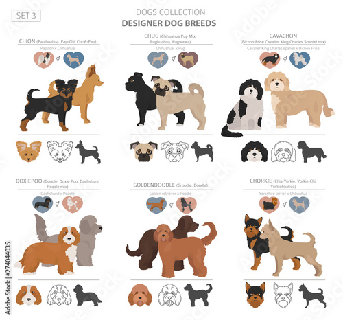 Designer dogs, crossbreed, hybrid mix pooches collection isolated on white. Flat style clipart set
