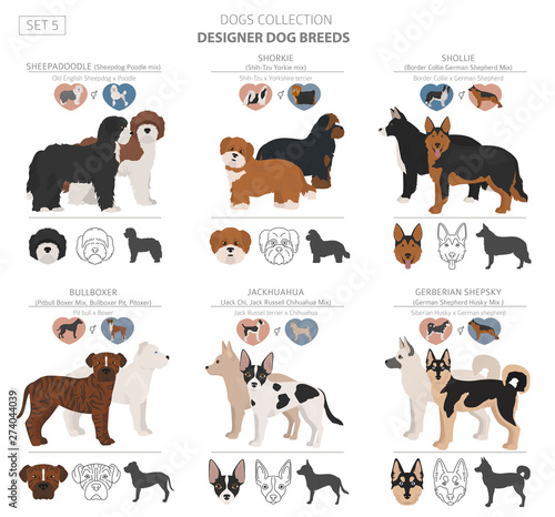 Designer dogs, crossbreed, hybrid mix pooches collection isolated on white. Flat style clipart set