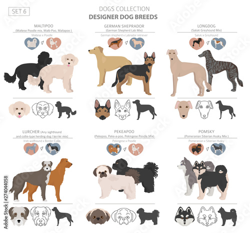 Designer dogs, crossbreed, hybrid mix pooches collection isolated on white. Flat style clipart set photo