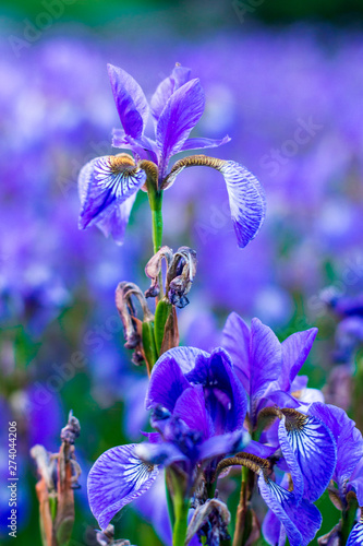 Iris flower. Blooming field of flowers irises. photo