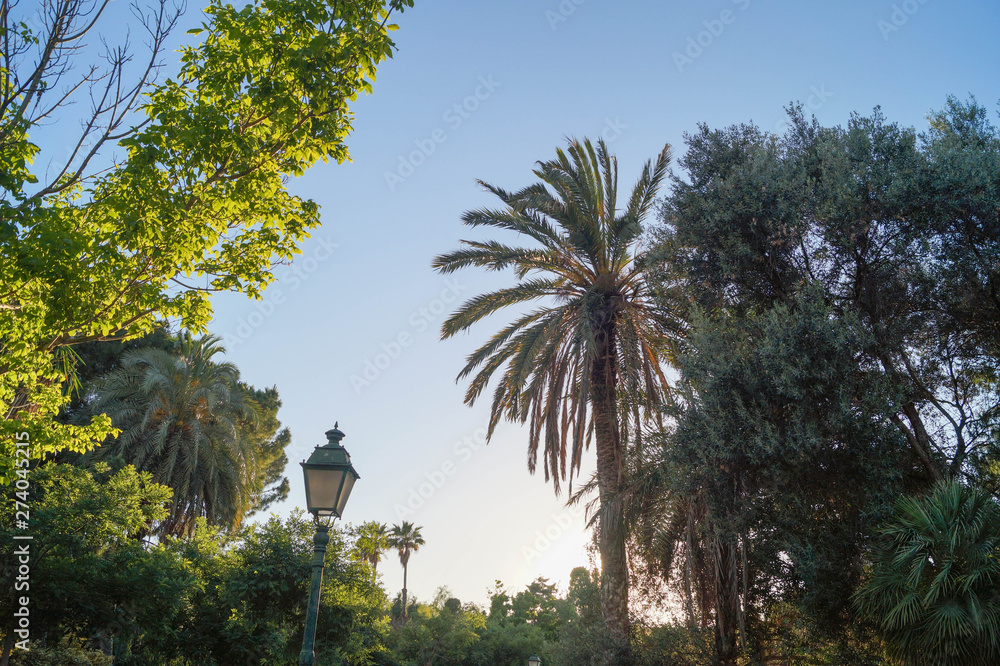 park with lamp and palms