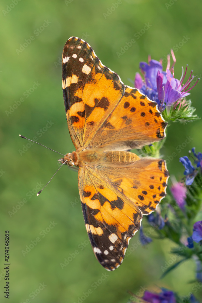 Fototapeta premium close up of Painted Lady butterfly sitting on blue flower