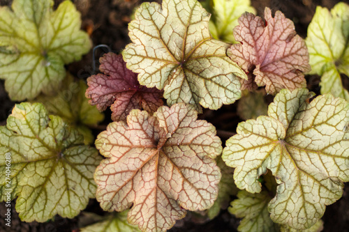 Beautiful garden shrubs and foliage of geyher close up