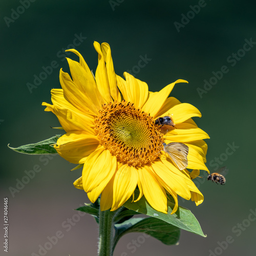 Butterfly and bees on sunflower
