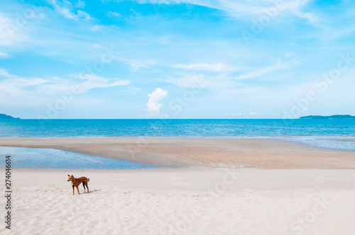 Happy dog on tropical beach blue ocean horizon and clear sky in summer