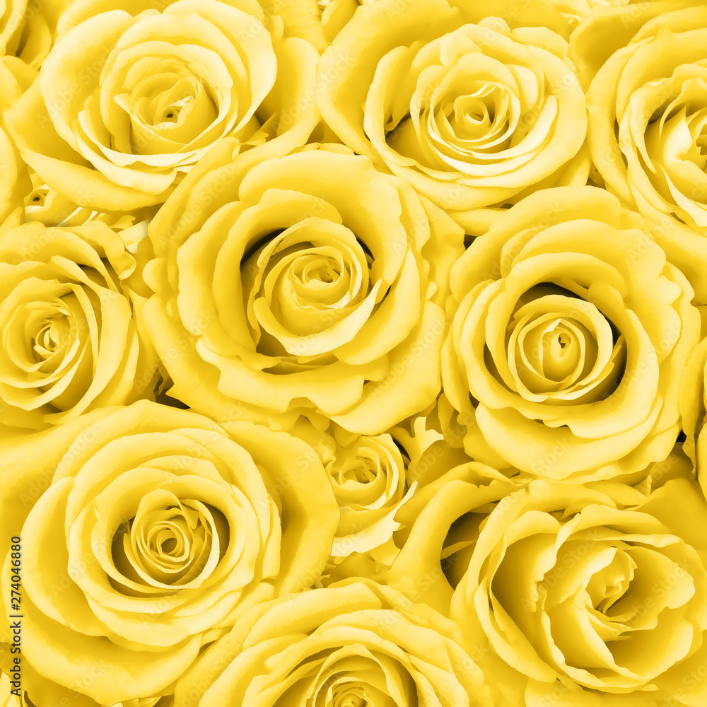 background. Lots of roses. bouquet of flowers. Flower rose. texture. background. Lots of roses. bouquet of flowers. Flower rose. texture.