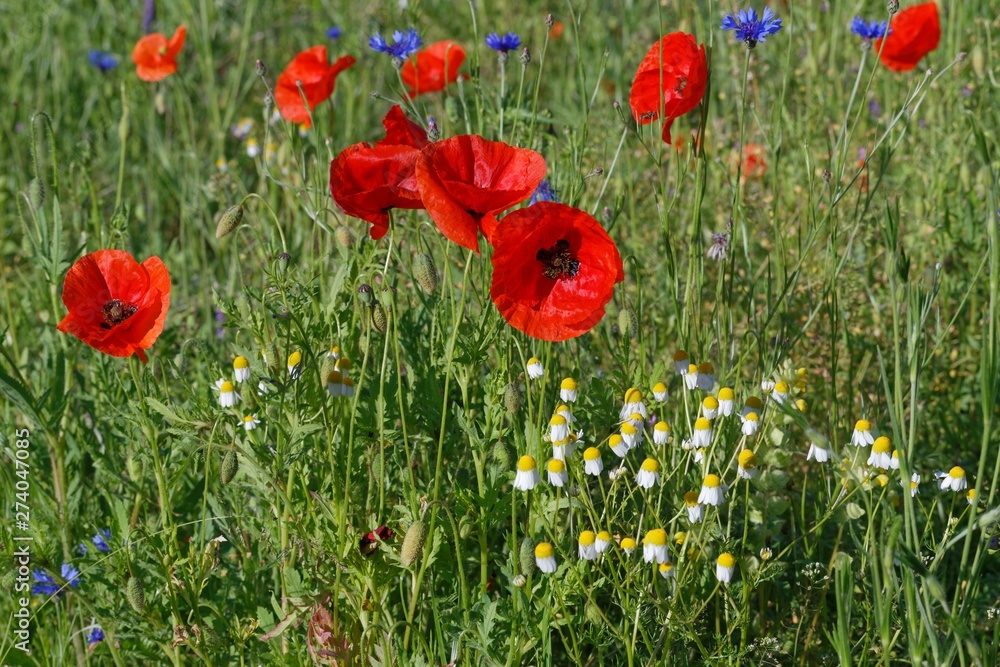 Obraz premium Wilde Wiese