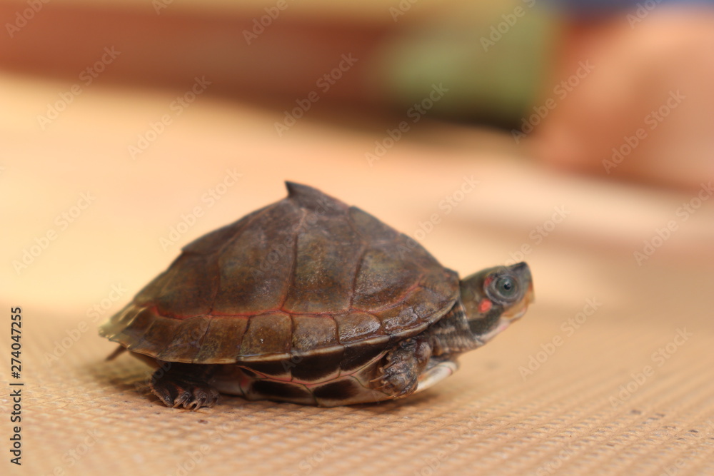 the small tortoise