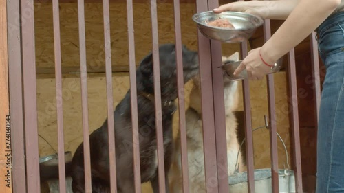 Woman volunteer feeds dogs in a shelter. Volunteering and helping concept.