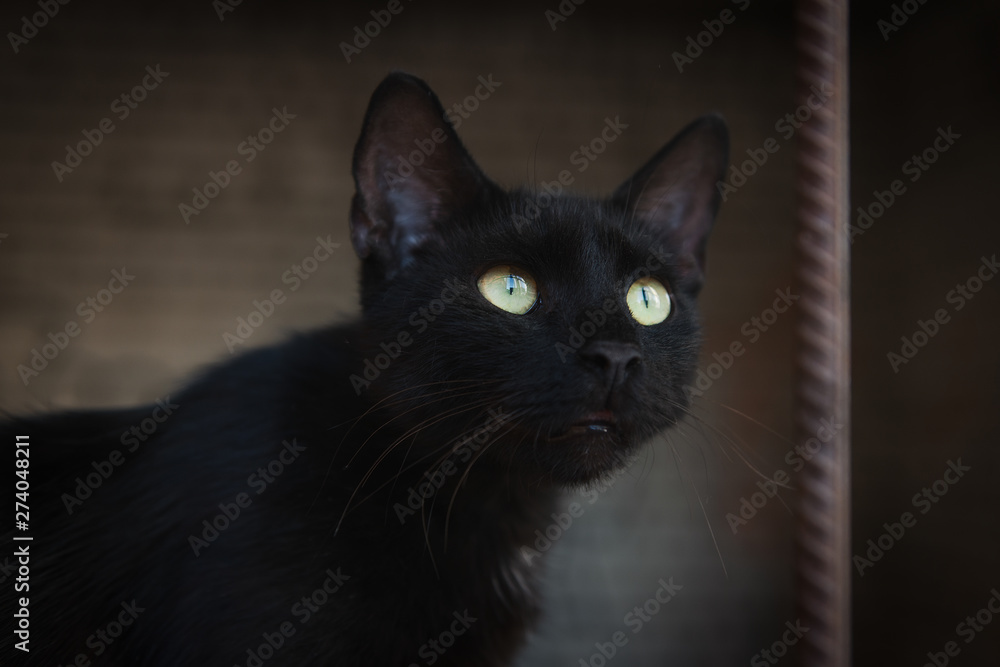 Black street cat with beautiful green eyes looking up. Outdoor photo of homeless animal. Bird hunting.