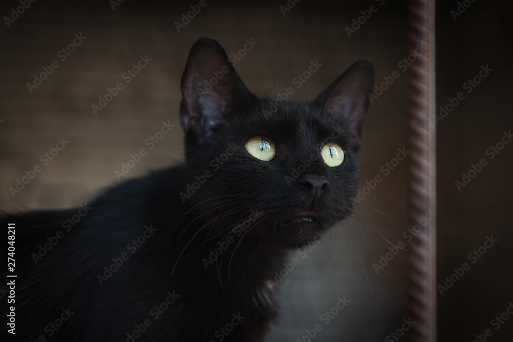 Obraz premium Black street cat with beautiful green eyes looking up. Outdoor photo of homeless animal. Bird hunting.