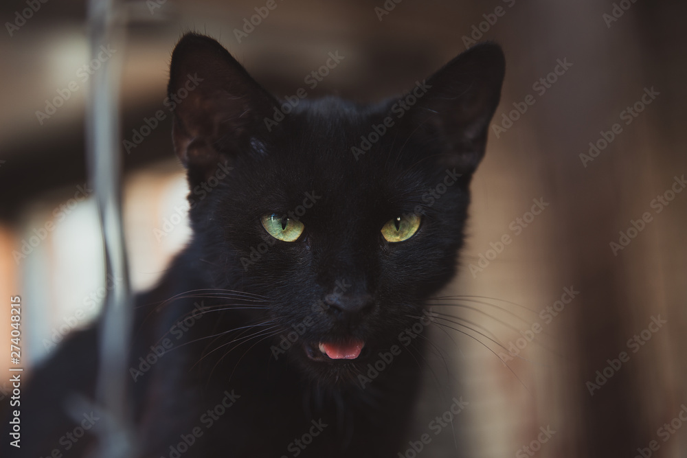 Black street cat with green eyes. Opened mouth and tongue. Beautiful homeless animal. Black street cat with green eyes. Opened mouth and tongue. Beautiful homeless animal.
