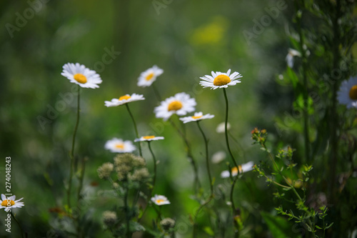 glade with daisies