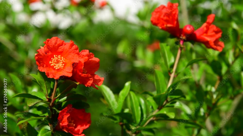 Flowering pomegranate bush with a red flowers Flowering pomegranate bush with a red flowers