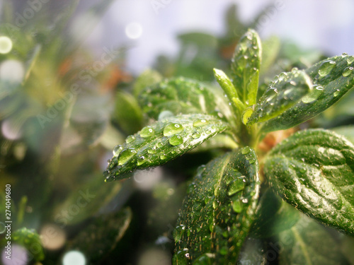 Zbliżenie na piękne liście azalii po deszczu
