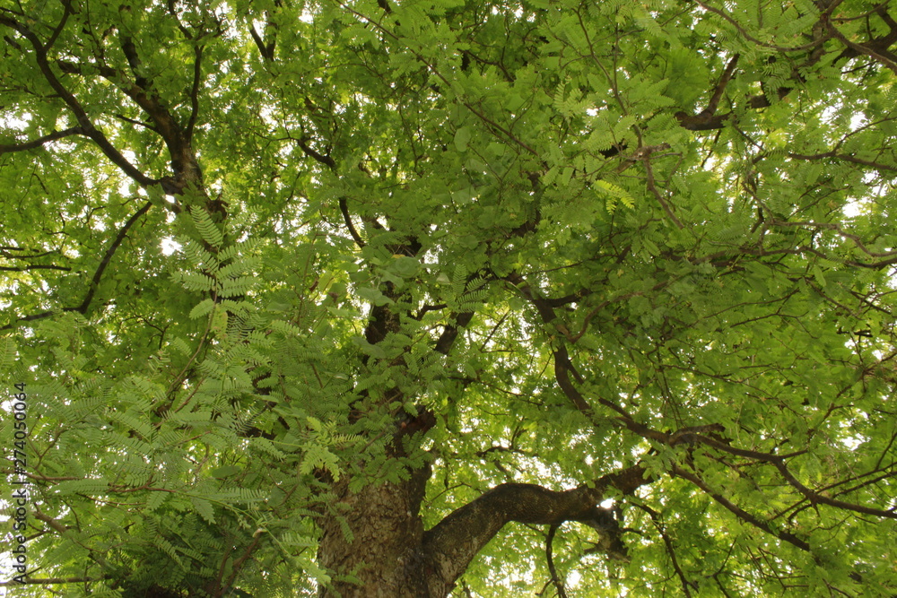 Fototapeta premium Tamarind (Tamarindus indica) tree branch.