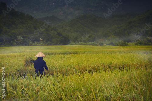 rice field with farmer on rainy day
