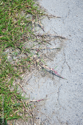 道路まで伸びた芝のほふく茎