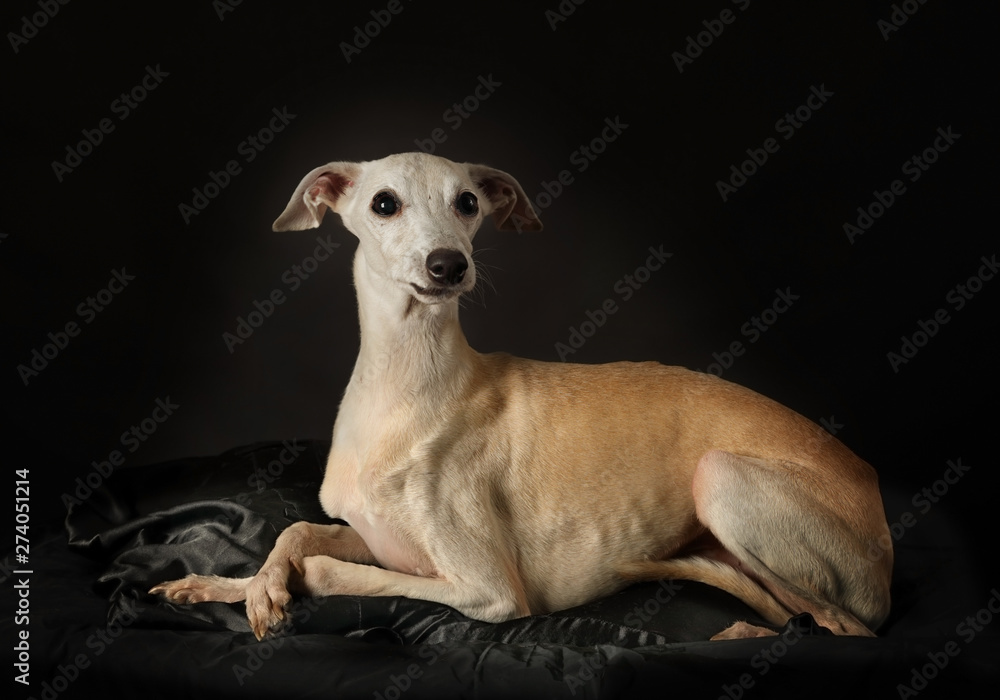 Italian Greyhound dog over black