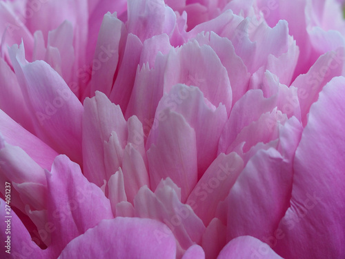 Delicate petals of a peony flower. Clean and beautiful background for decoration.