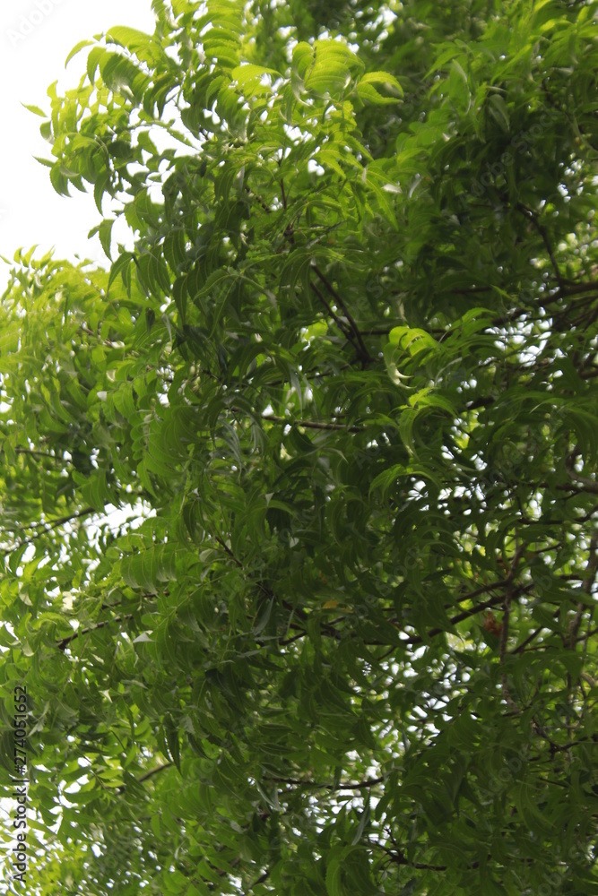 Azadirachta indica, commonly known as neem, nimtree or Indian lilac leaves.