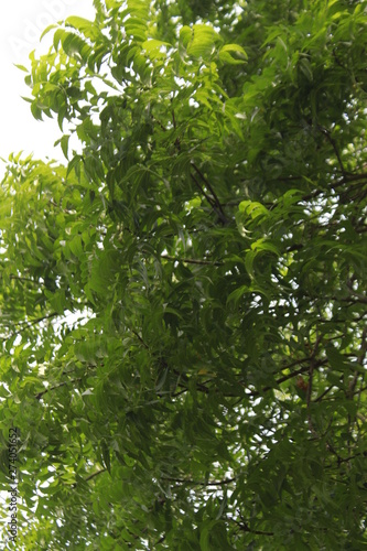 Azadirachta indica  commonly known as neem  nimtree or Indian lilac leaves.